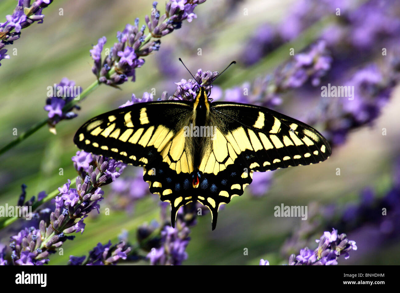 Rutulus Usa California Western Tiger Swallowtail Papilio Rutulus Butterfly ...