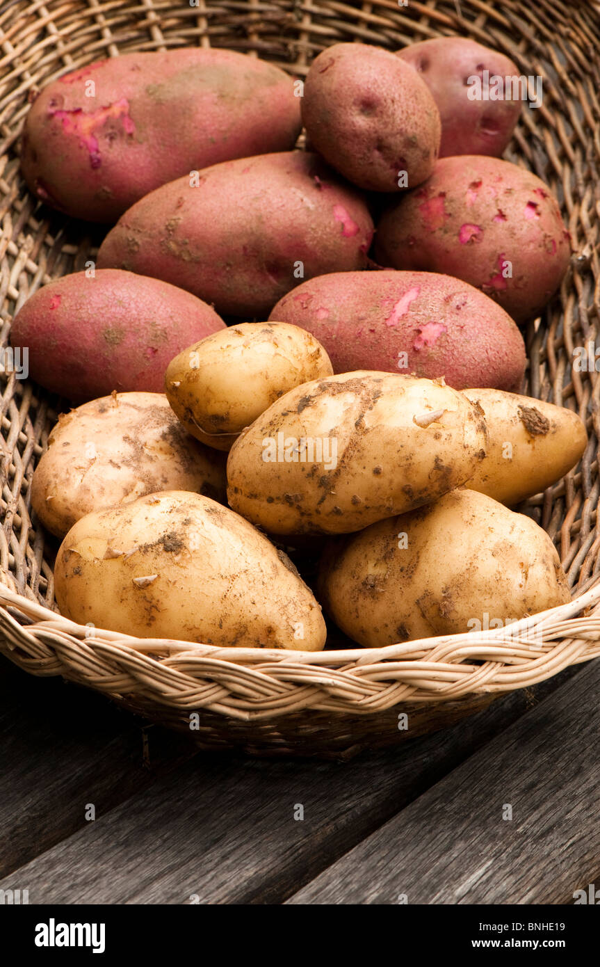 Freshly harvested 'Arran Pilot' (white) and 'Red Duke of York' (red) first early potatoes in a wicker basket Stock Photo