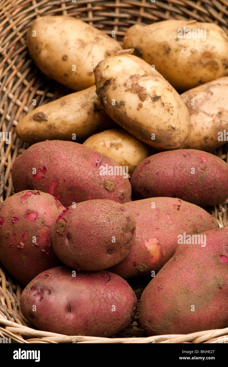 Freshly harvested 'Arran Pilot' (white) and 'Red Duke of York' (red) first early potatoes in a wicker basket Stock Photo