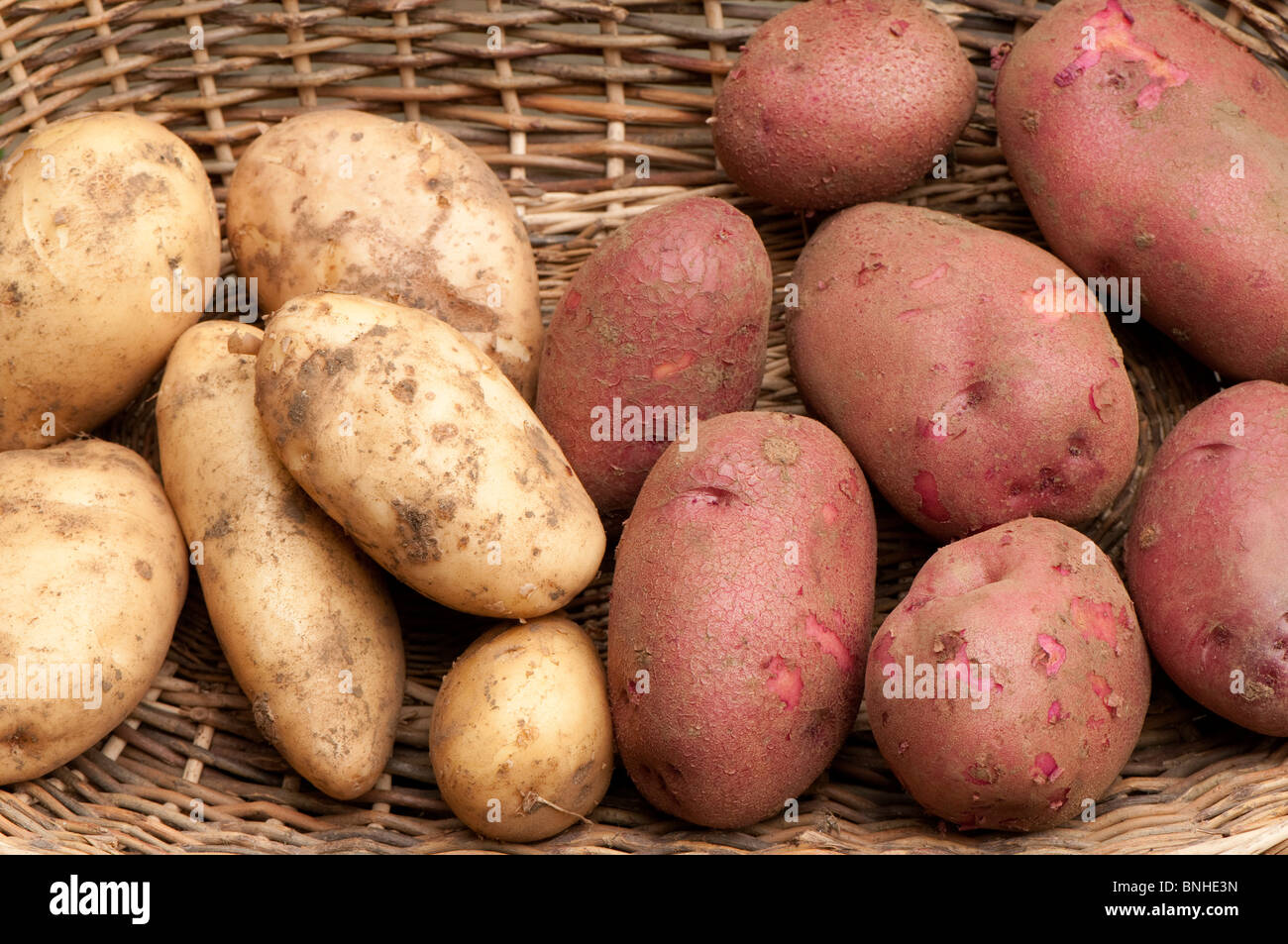 Freshly harvested 'Arran Pilot' (white) and 'Red Duke of York' (red) first early potatoes in a wicker basket Stock Photo