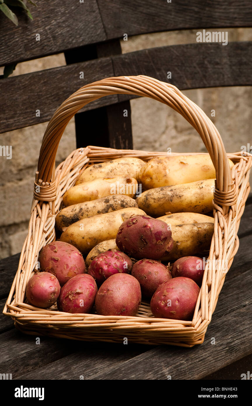 Freshly harvested 'Anoe' (white) and 'Amorosa' (red) first early potatoes in a wicker basket Stock Photo