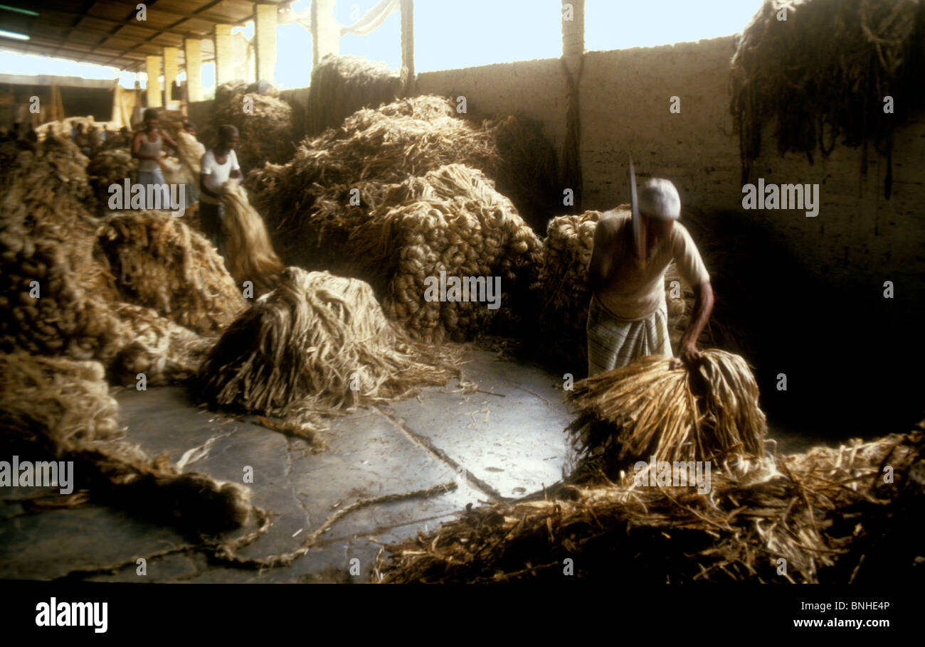 Bangladesh is the world's biggest producer of jute Stock Photo