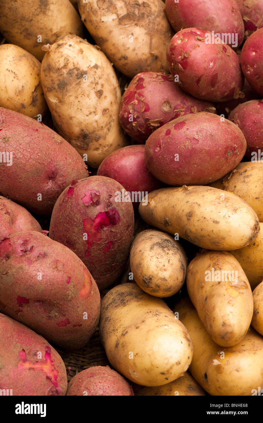 Freshly harvested first early potatoes on display: 'Arran Pilot, 'Amorosa', 'Anoe' and 'Red Duke of York' Stock Photo