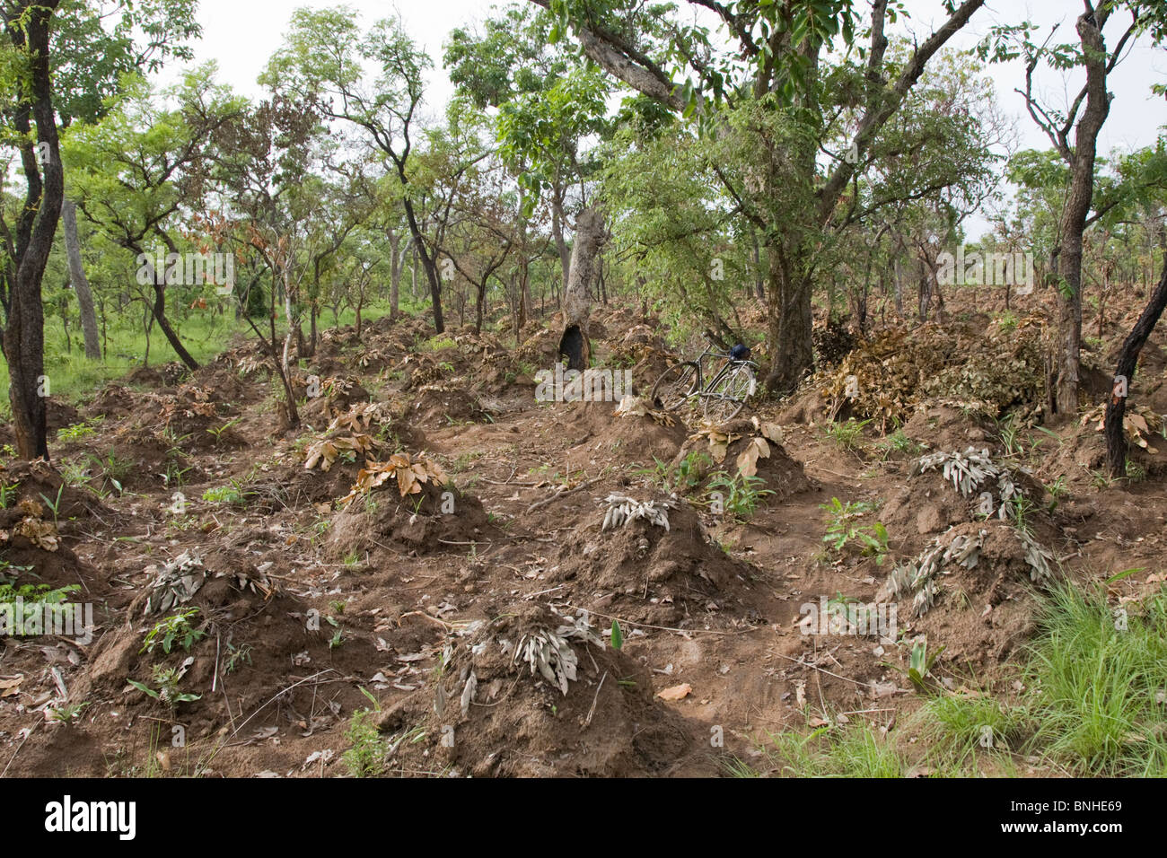 Yam cultivation in the Gonja triangle, Damango district, Ghana. Stock Photo