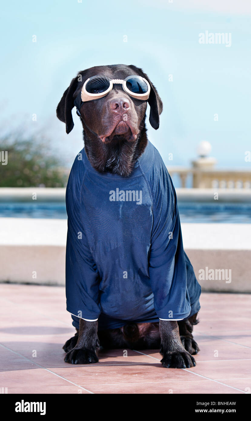 Labrador in Googles and Sun Protective TShirt Stock Photo