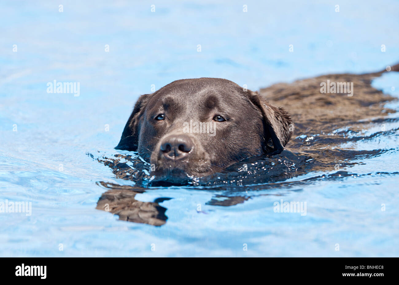 Chocolate Labrador Swimming Stock Photo