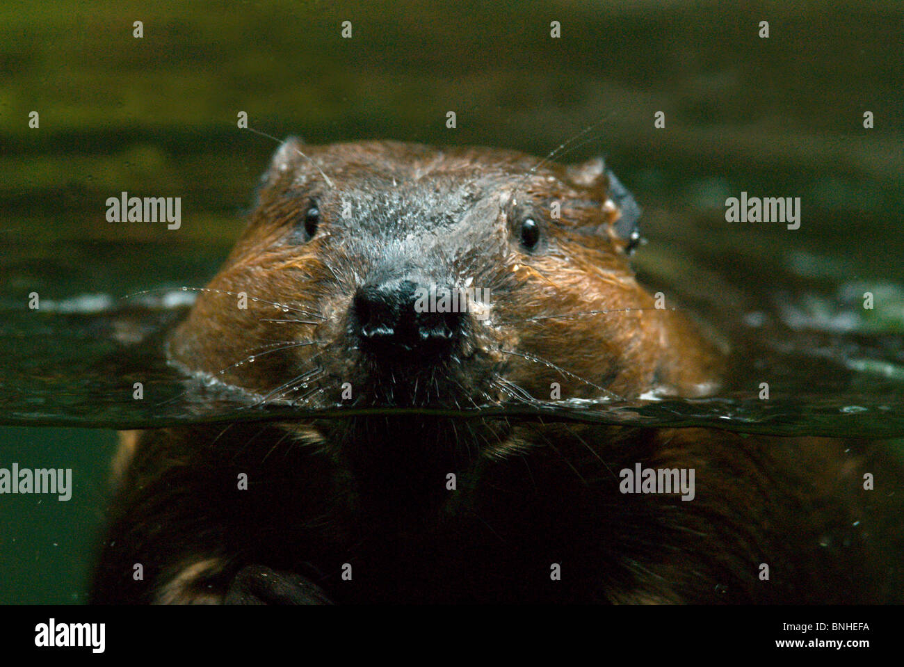 Biber Castor 2007 Unterwasser Über Wasser Unter Schwimmend Glasscheibe Zoo Stock Photo