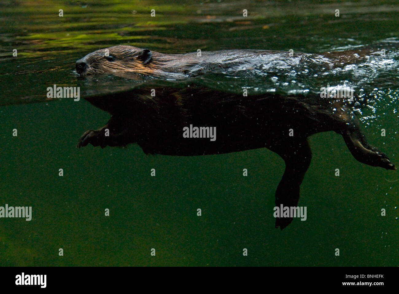 Biber Castor 2007 Unterwasser Über Wasser Unter Schwimmend Glasscheibe Zoo Stock Photo
