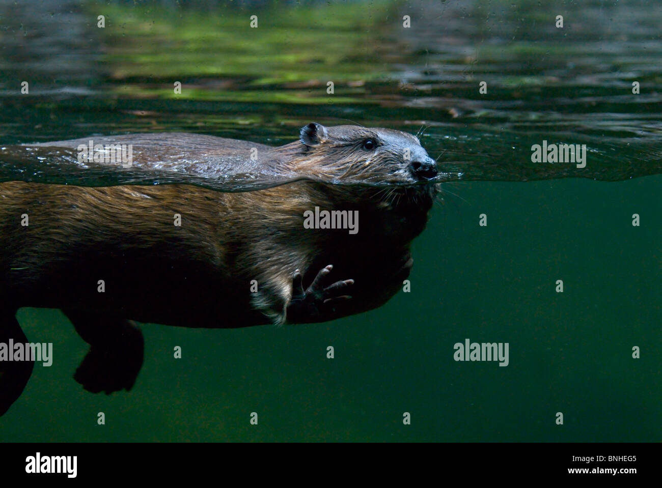 Biber Castor 2007 Unterwasser Über Wasser Unter Schwimmend Glasscheibe Zoo Stock Photo