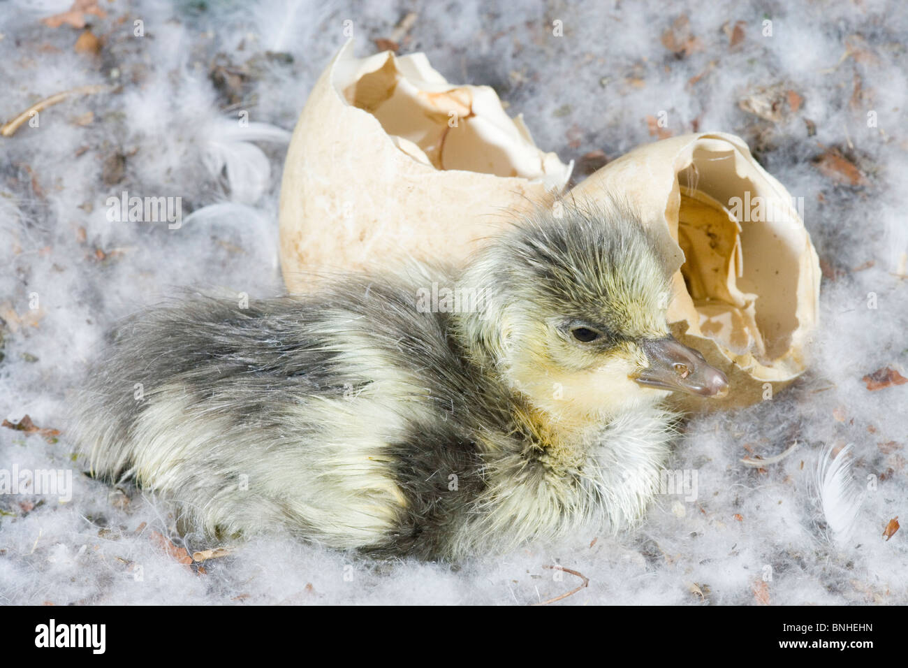 Bar-headed Geese (Anser indicus). Gosling, just hatched from egg in