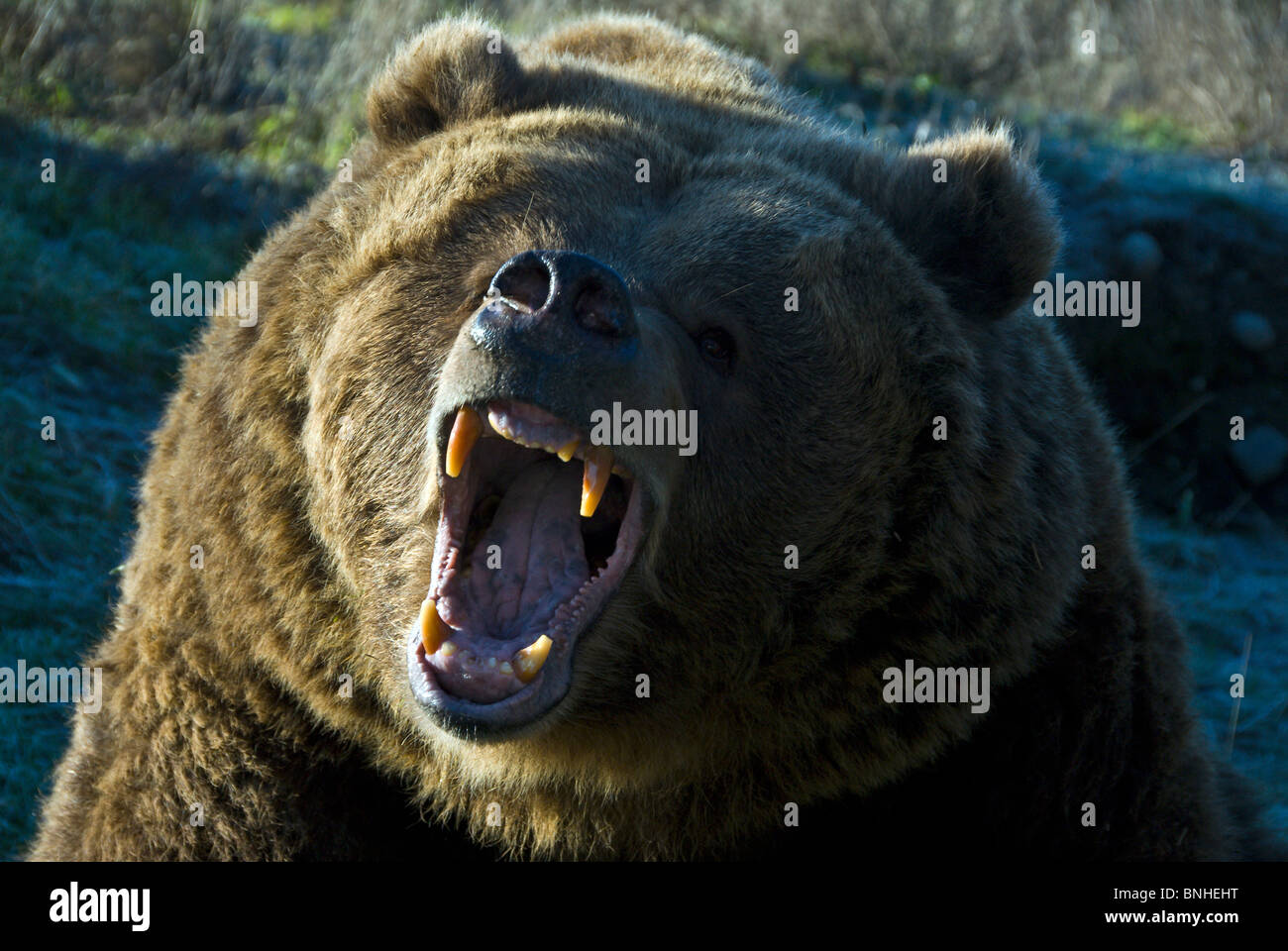 Grizzly-Bär Braunbär Ursus Arctos 2007 Portrait Aggressiv Zähne Stock Photo