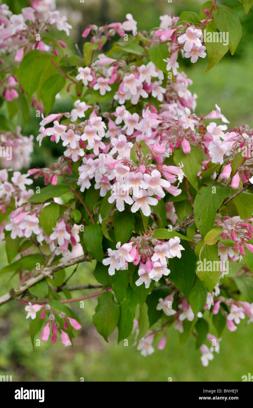 Buy Kolkwitzia Amabilis: Beauty Bush Seeds Online In USA, Kolkwitzia - Foto 10