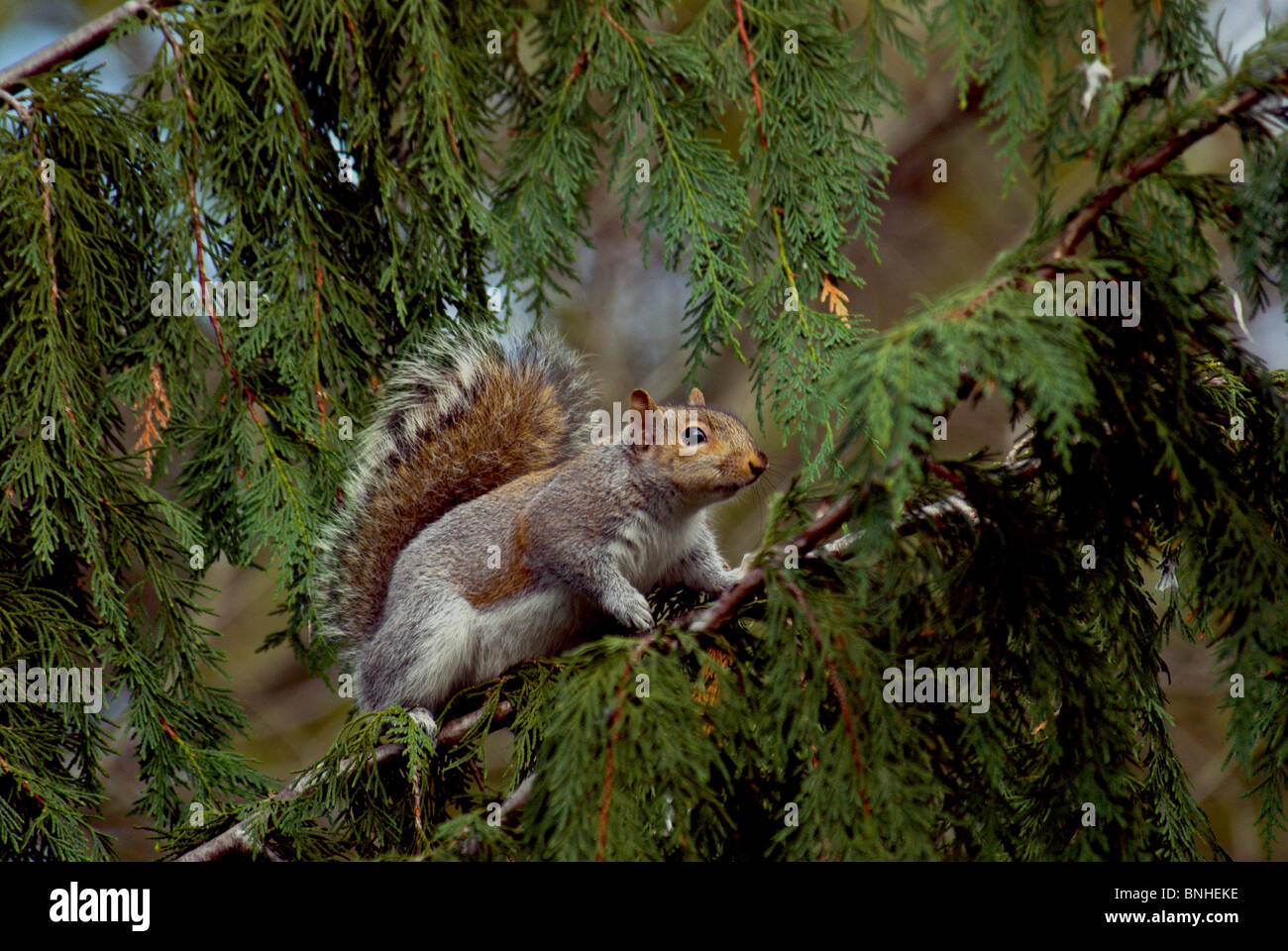 Grauhörnchen Hörnchen Ein Tier Natur Baum Zweige Stock Photo