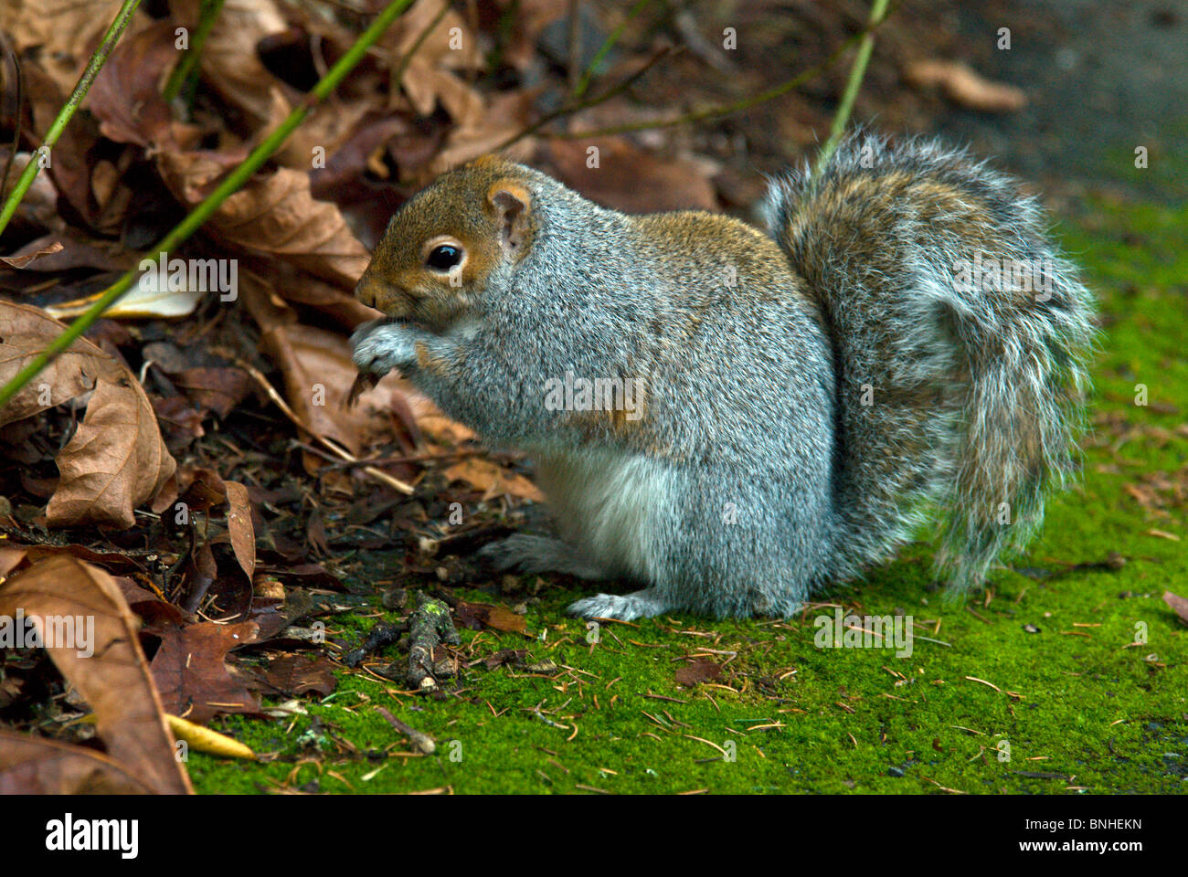 Grauhörnchen Hörnchen Ein Tier Natur Stock Photo