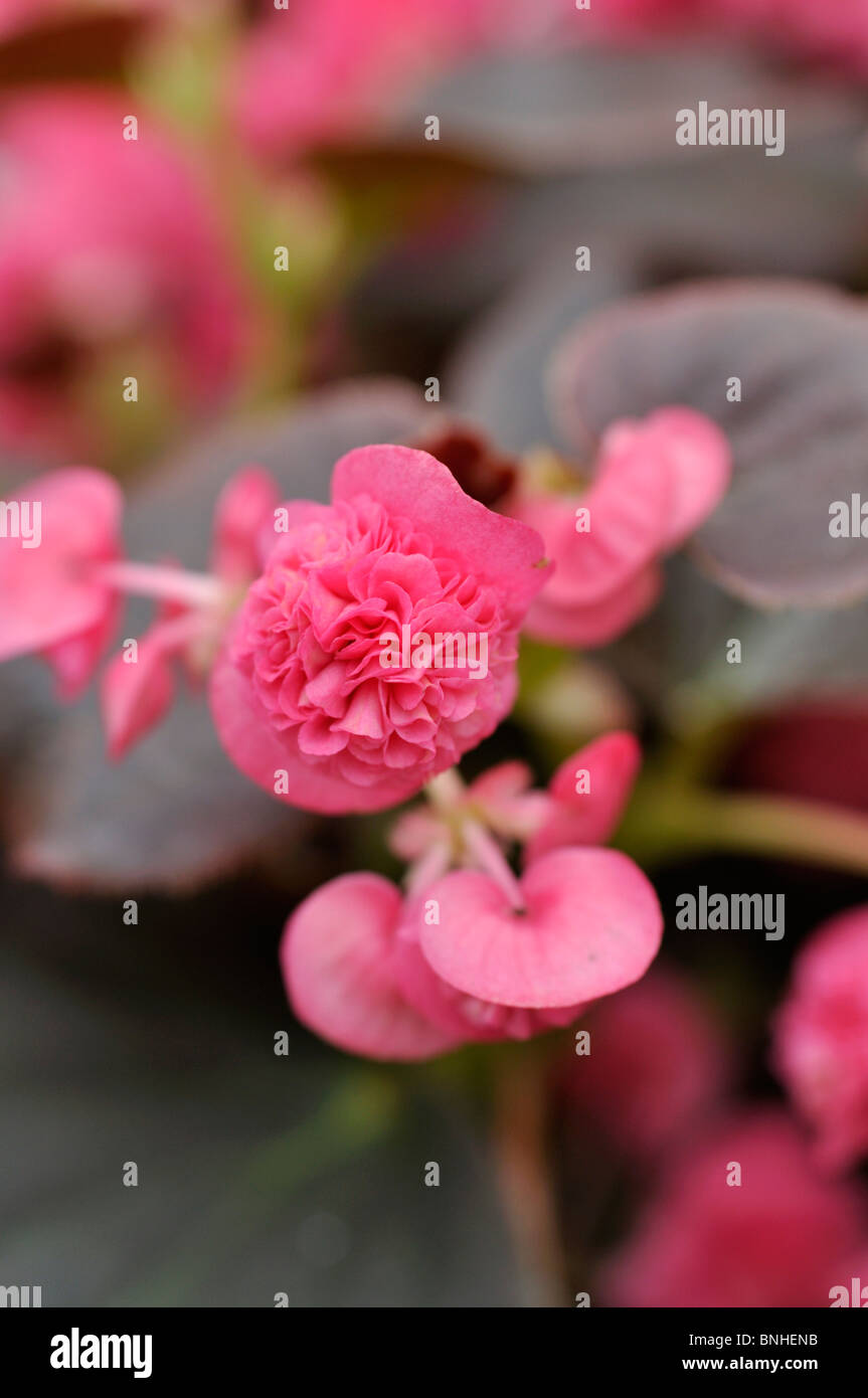 Begonia (Begonia semperflorens 'Doublet Pink') Stock Photo