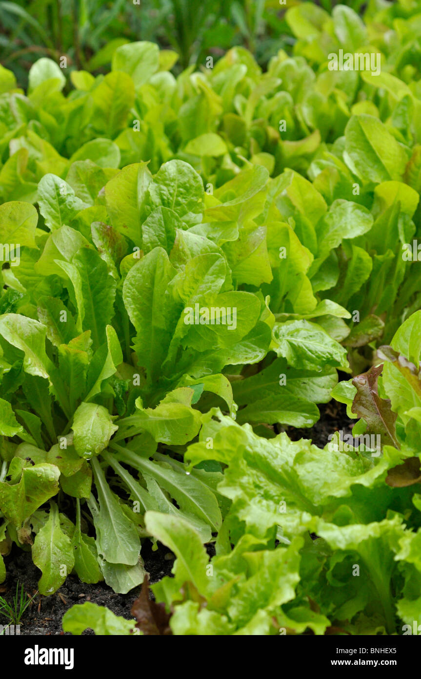 Loose-leaf lettuce (Lactuca sativa var. crispa) Stock Photo