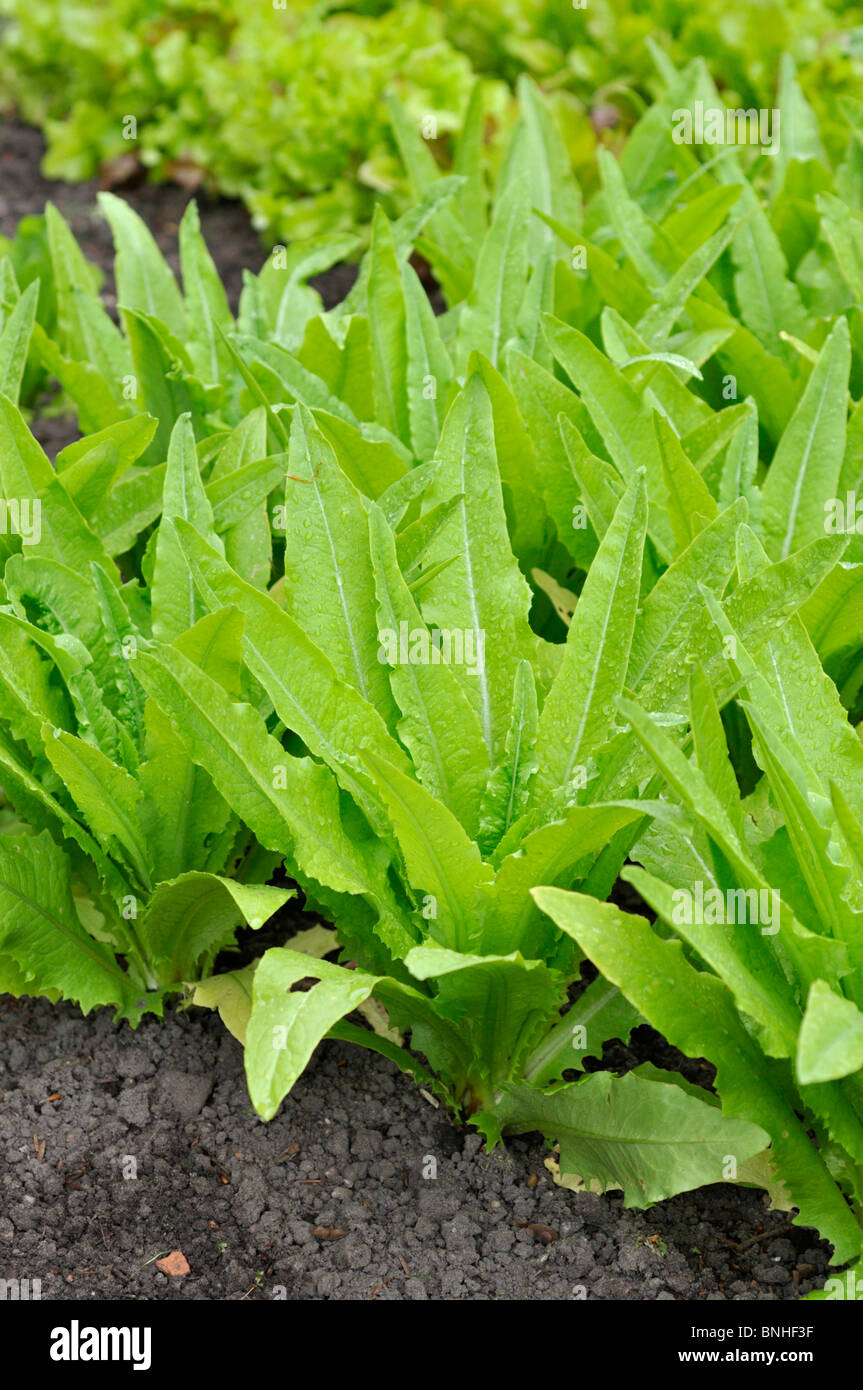 Celtuce (Lactuca sativa var. angustana) Stock Photo