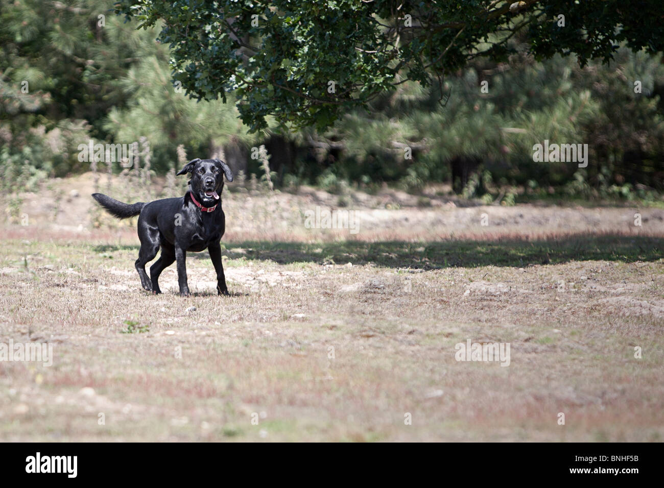 Shot of a Beautiful Black Labrador in the Countryside Stock Photo