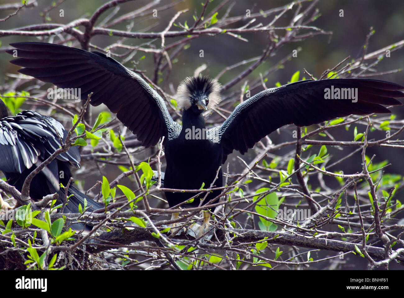 Amerikanische Schlangenhalsvogel Anhinga Anhinga Wakodahatchee Wetlands Usa Florida 2008 Ein Tier Bird Baum Stock Photo