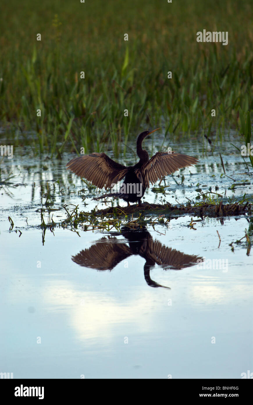 Amerikanische Schlangenhalsvogel Anhinga Anhinga Wakodahatchee Wetlands Usa Florida 2008 Wasser Spiegelung Ein Tier Vogel Stock Photo