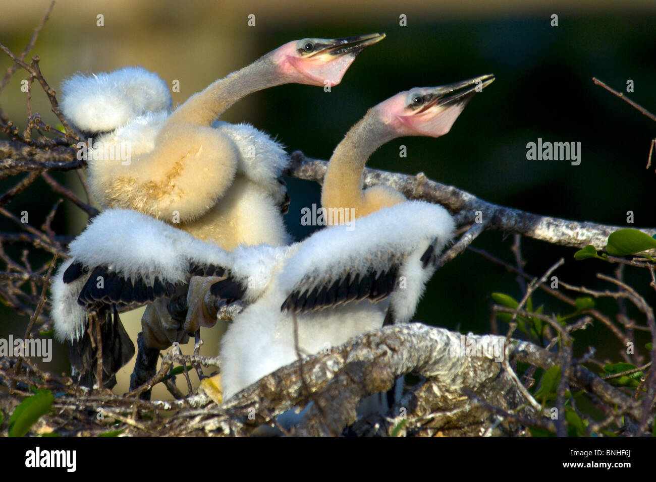 Amerikanische Schlangenhalsvogel Anhinga Anhinga Wakodahatchee Wetlands Usa Florida 2008 Küken Jung Junge Jungvögel Vögel Vogel Stock Photo