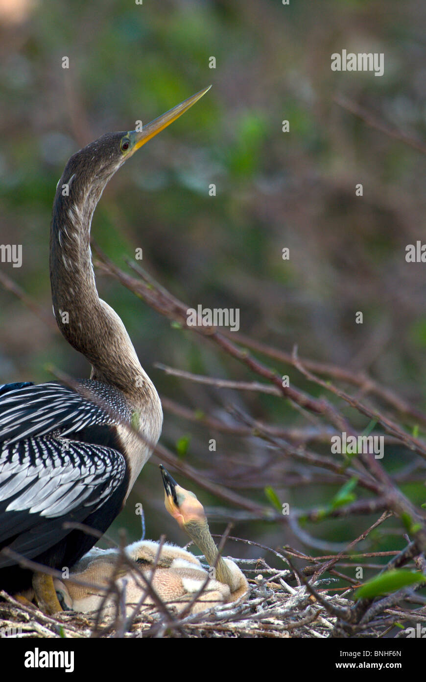 Amerikanische Schlangenhalsvogel Anhinga Anhinga Wakodahatchee Wetlands Usa Florida 2008 Küken Jung Junge Jungvögel Vögel Vogel Stock Photo