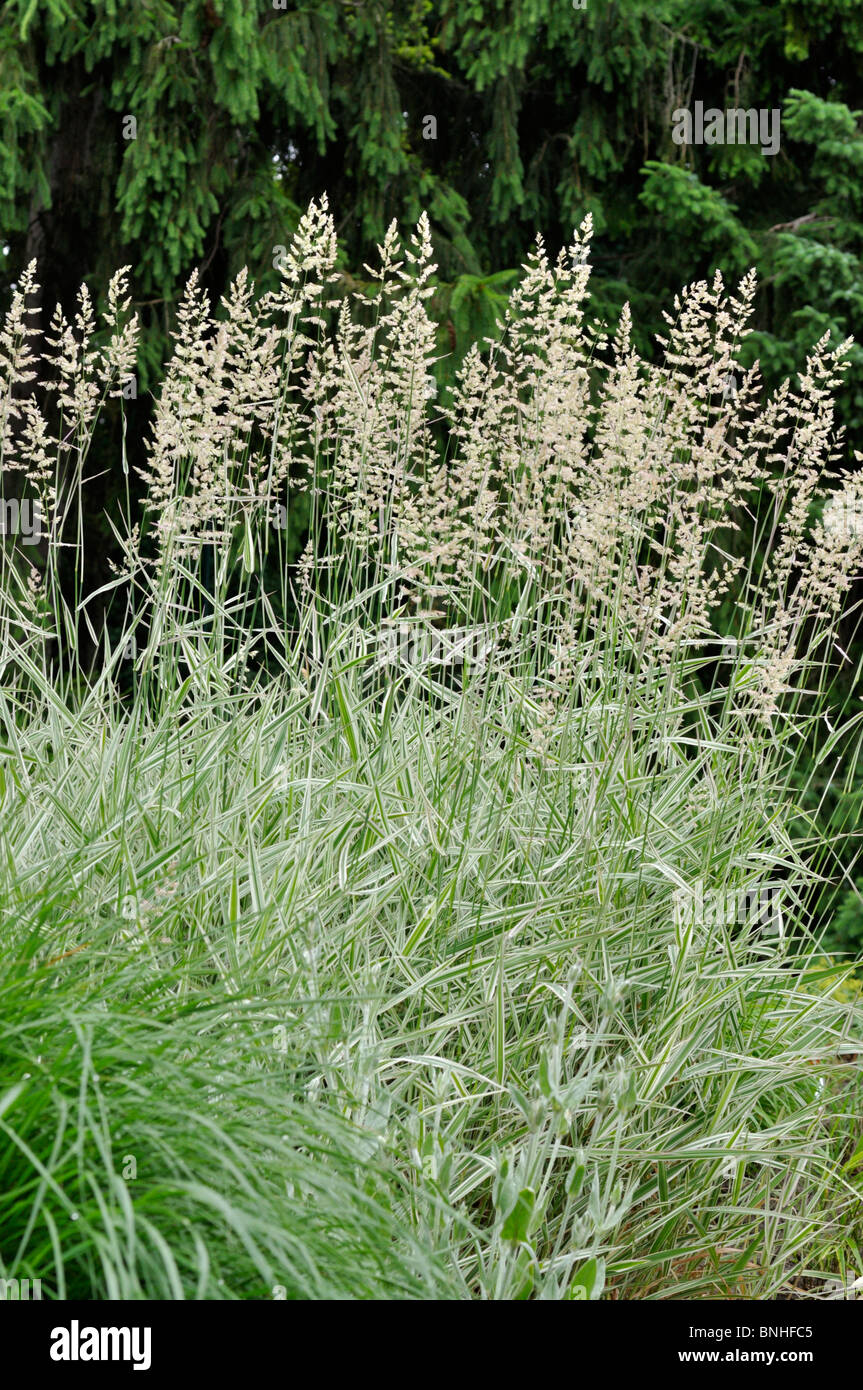 Prairie cord grass (Spartina pectinata 'Aureomarginata') Stock Photo