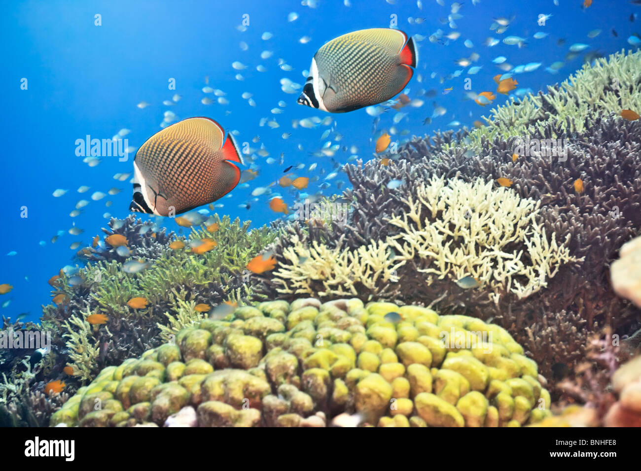 Underwater landscape with couple of Red-tailed Butterflyfishes ...