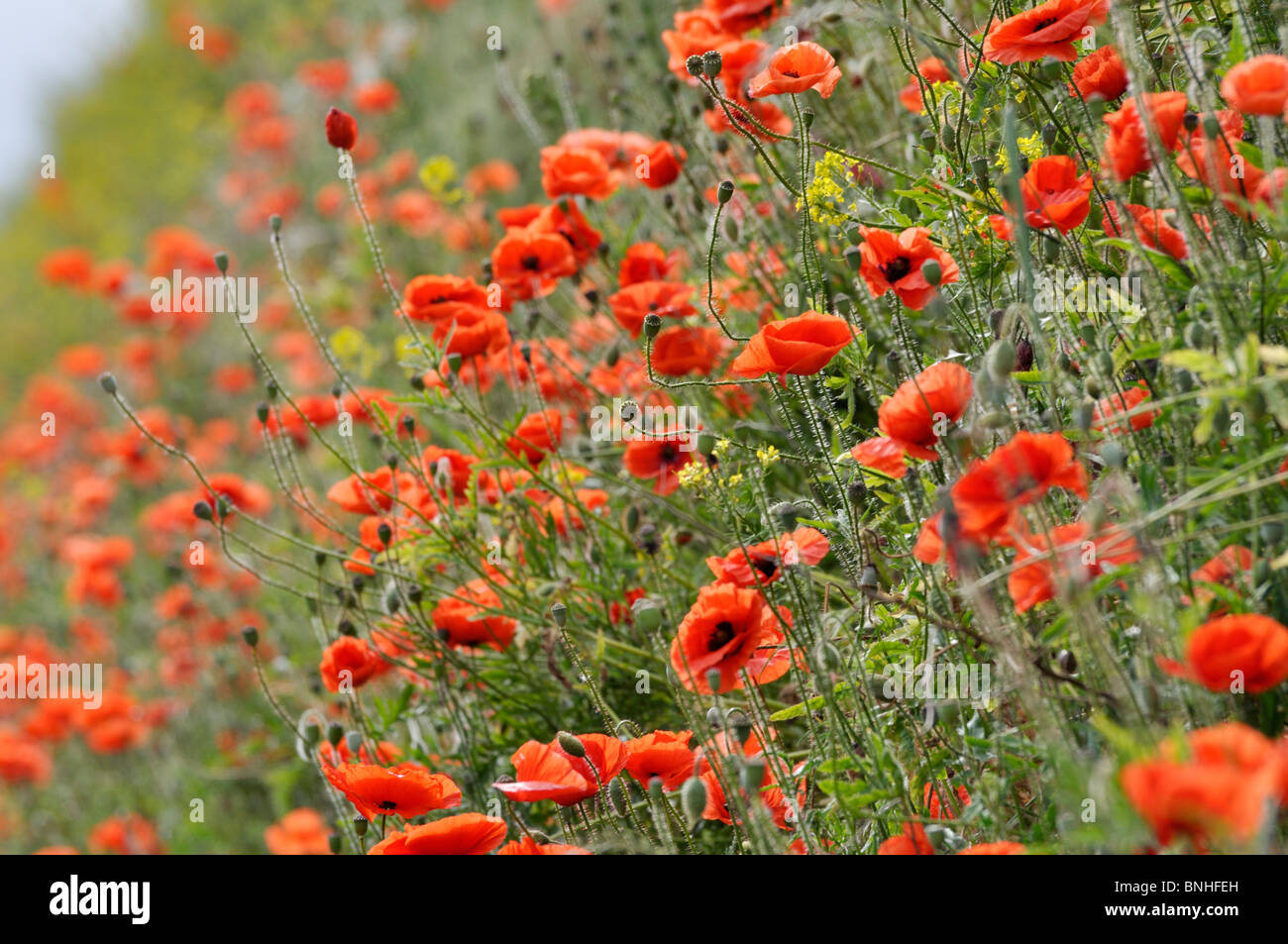 Corn poppy (Papaver rhoeas) Stock Photo