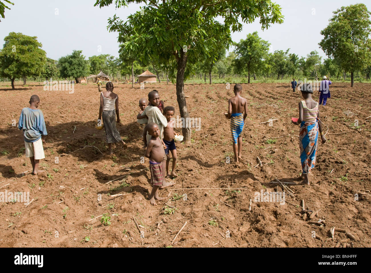 Children sowing maize from a Fulani compound in the village Sor No. 1 in the Gonja Triangle, Damango district. Stock Photo