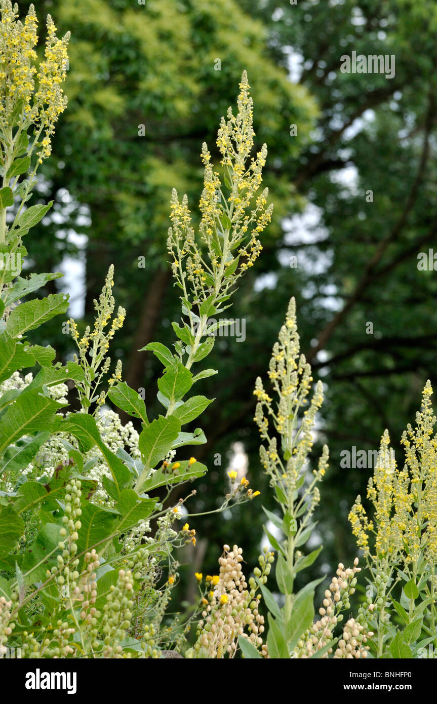 White mullein (Verbascum lychnitis) Stock Photo