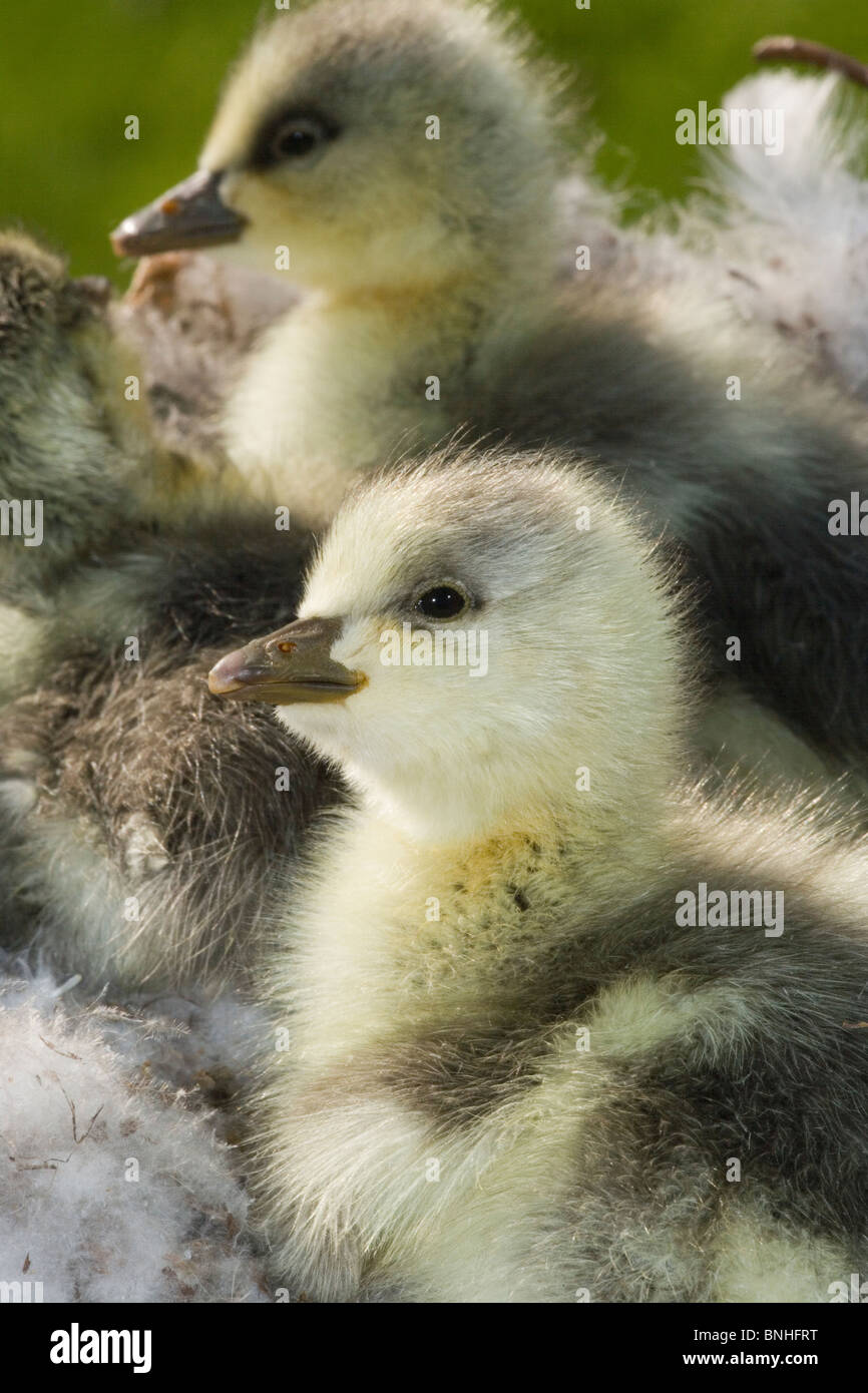 Bar-headed Geese (Anser indicus). Goslings, just hatched from eggs in nest. Stock Photo