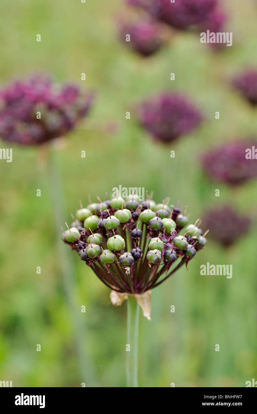 Purple onion flowers hi-res stock photography and images - Alamy