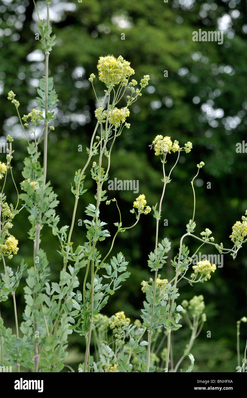 Yellow meadow rue (Thalictrum flavum subsp. glaucum syn. Thalictrum speciosissimum) Stock Photo