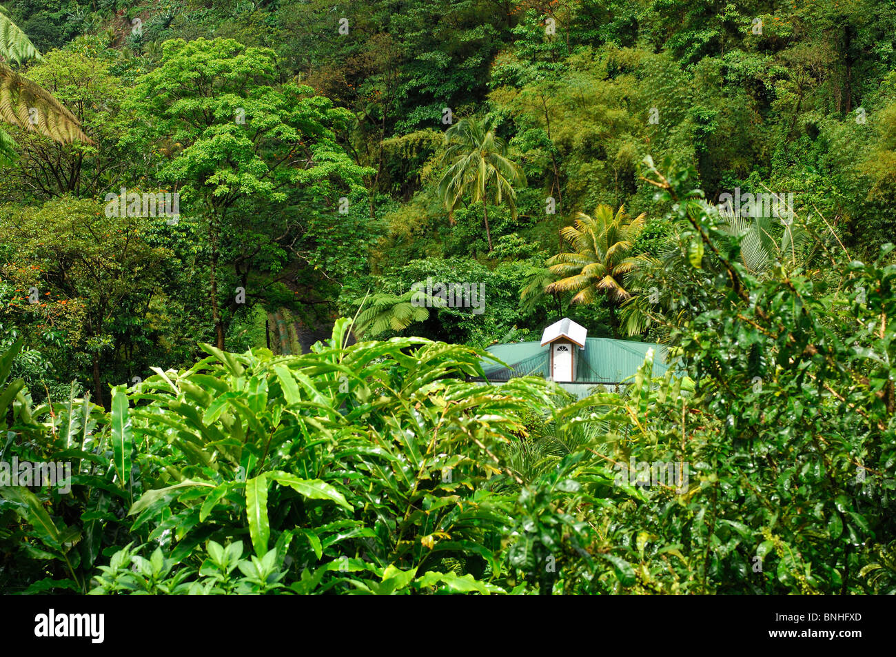 Dominica Roseau Gardens Papillote Wilderness Retreat Caribbean Plants