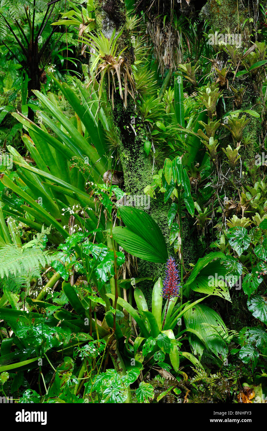Dominica Roseau Gardens Papillote Wilderness Retreat Caribbean Plants