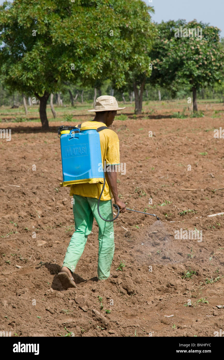 A man from a village in Damango district, Ghana. He is spraying the ground to destroy weeds in preparation for the maize crop. Stock Photo