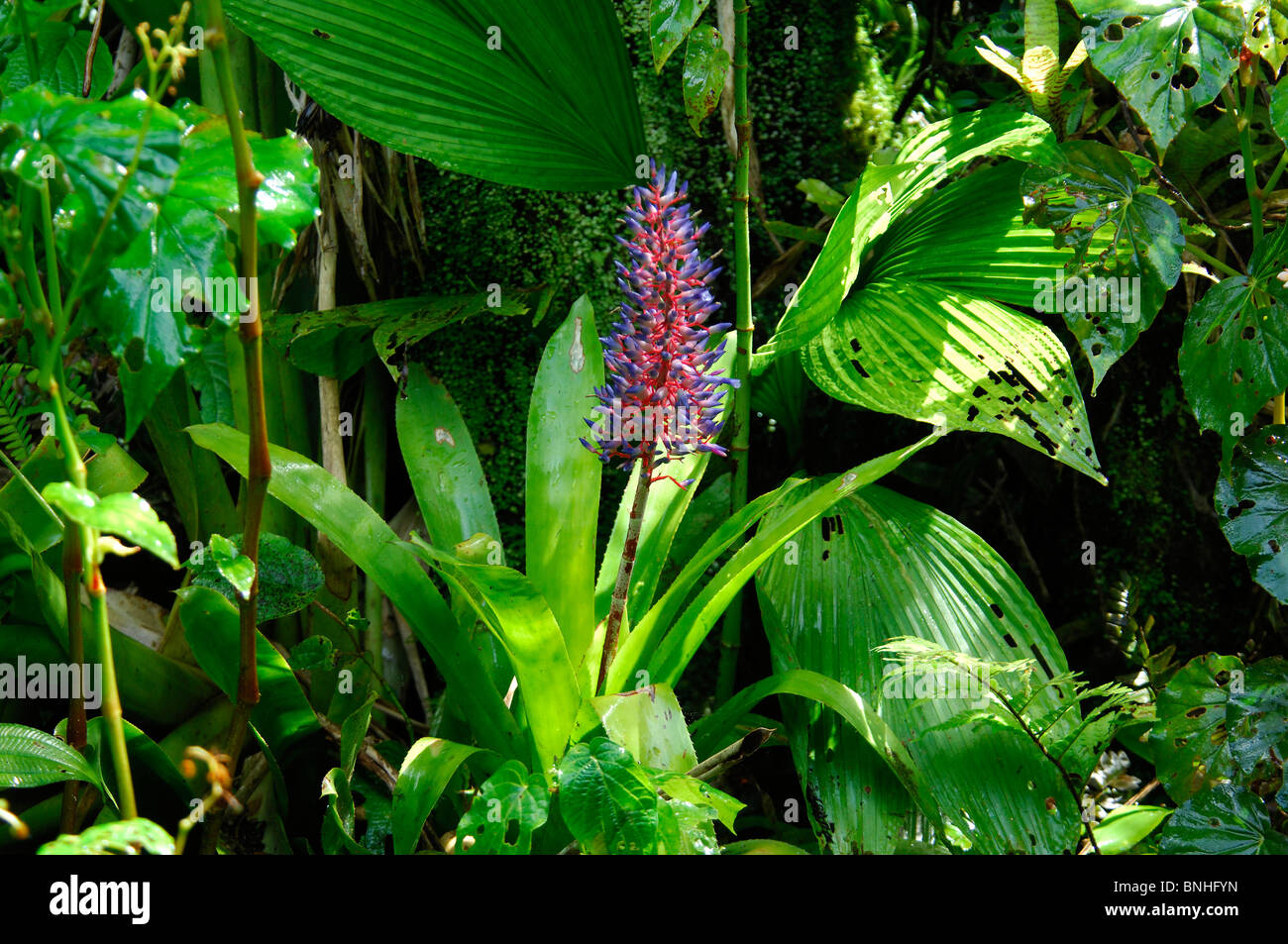 Dominica Roseau Gardens Papillote Wilderness Retreat Caribbean Plants
