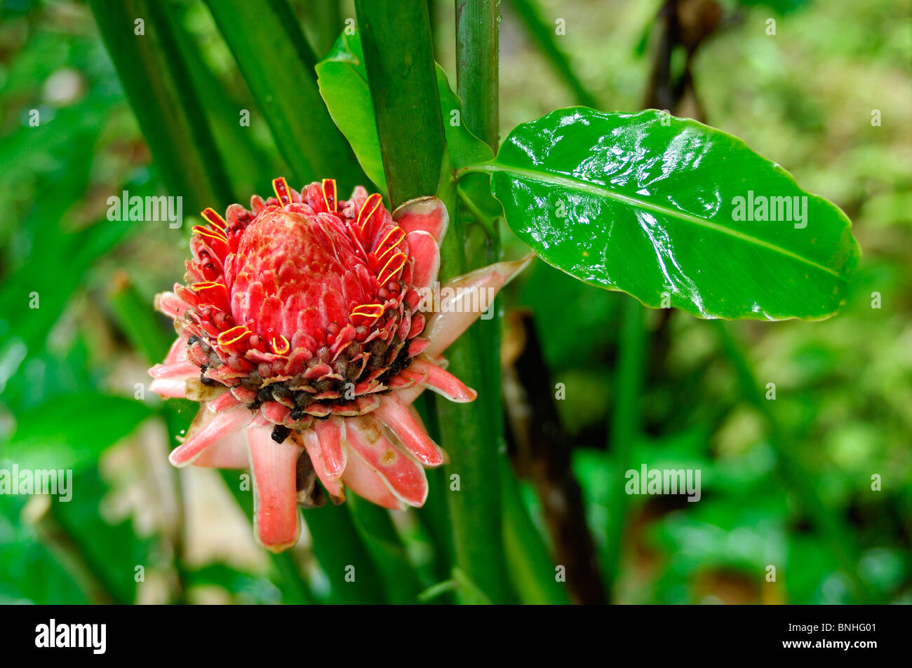 Dominica Roseau Gardens Papillote Wilderness Retreat Caribbean Plants