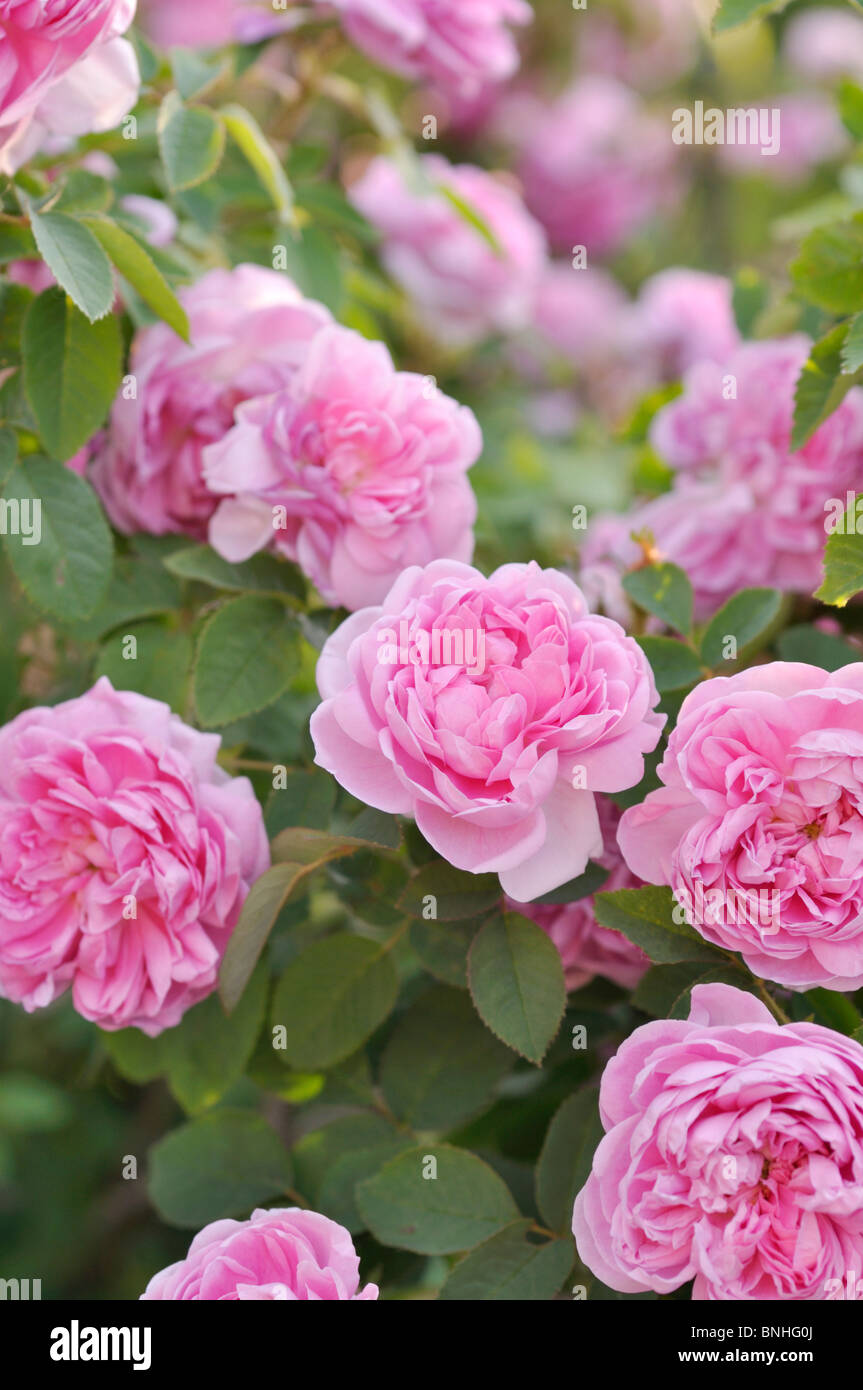 Cabbage rose (Rosa x centifolia 'Catherine de Wurttemberg') Stock Photo