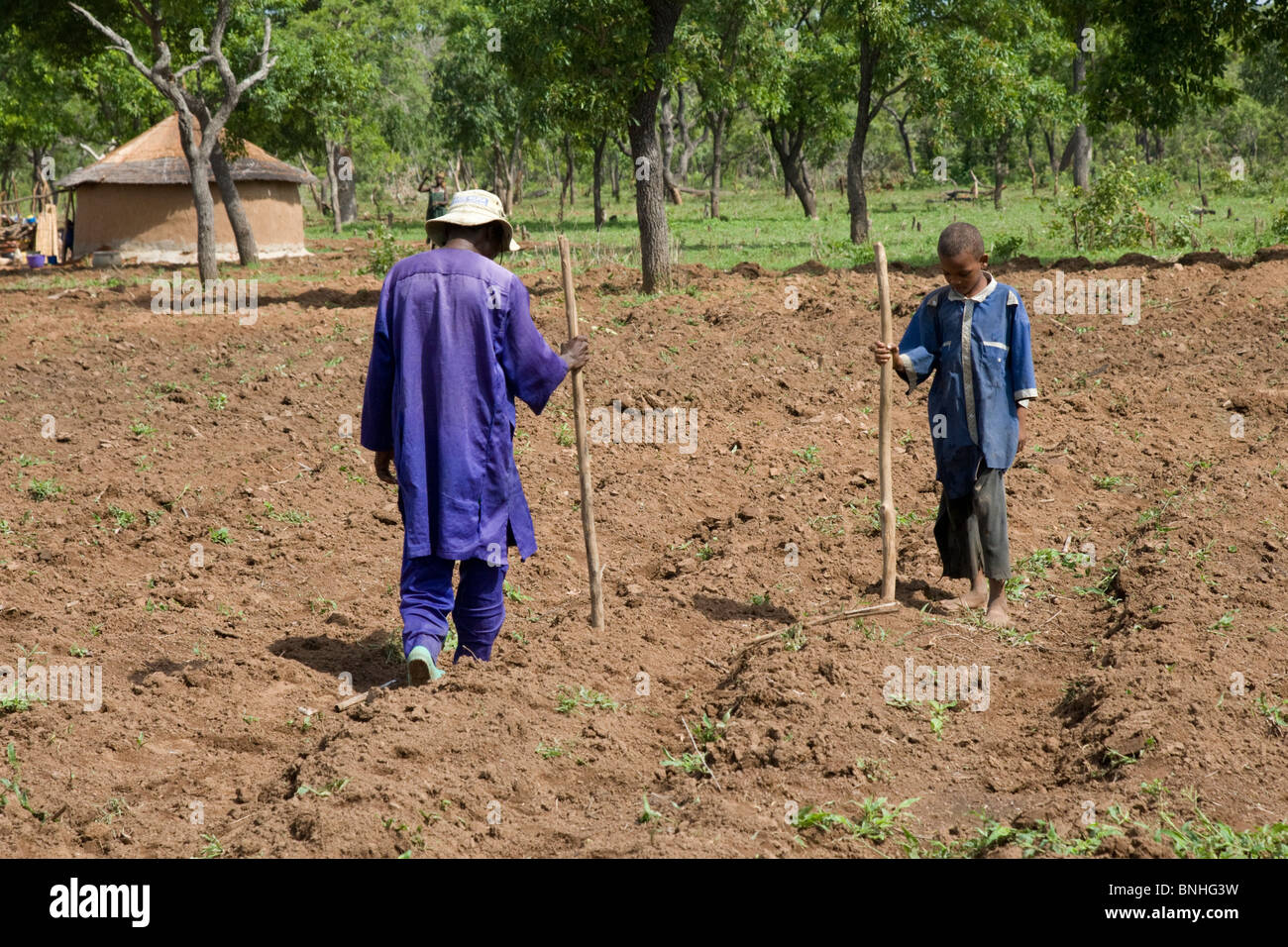 Sowing the maize crop in Ghana. They are making holes in the ridges of soil in which other children will sow maize seeds. Stock Photo