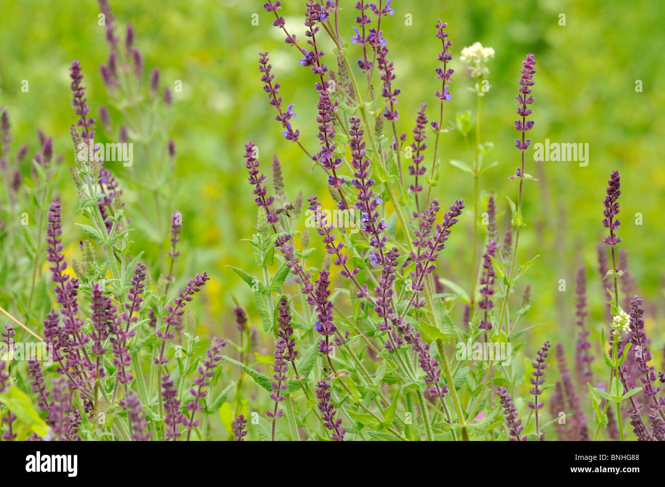 Southern meadow sage (Salvia virgata) Stock Photo