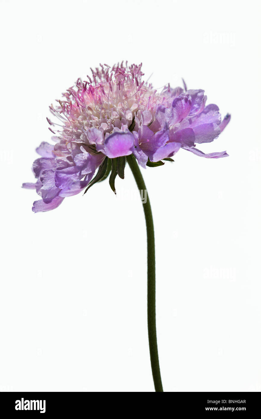Single Scabiosa columbaria 'Misty Butterflies' against white background Stock Photo