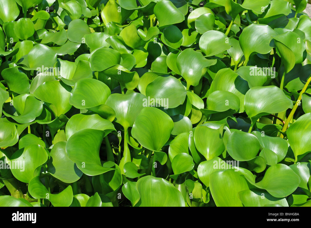 beautiful green leaves background , botanical garden , leaf Stock Photo ...
