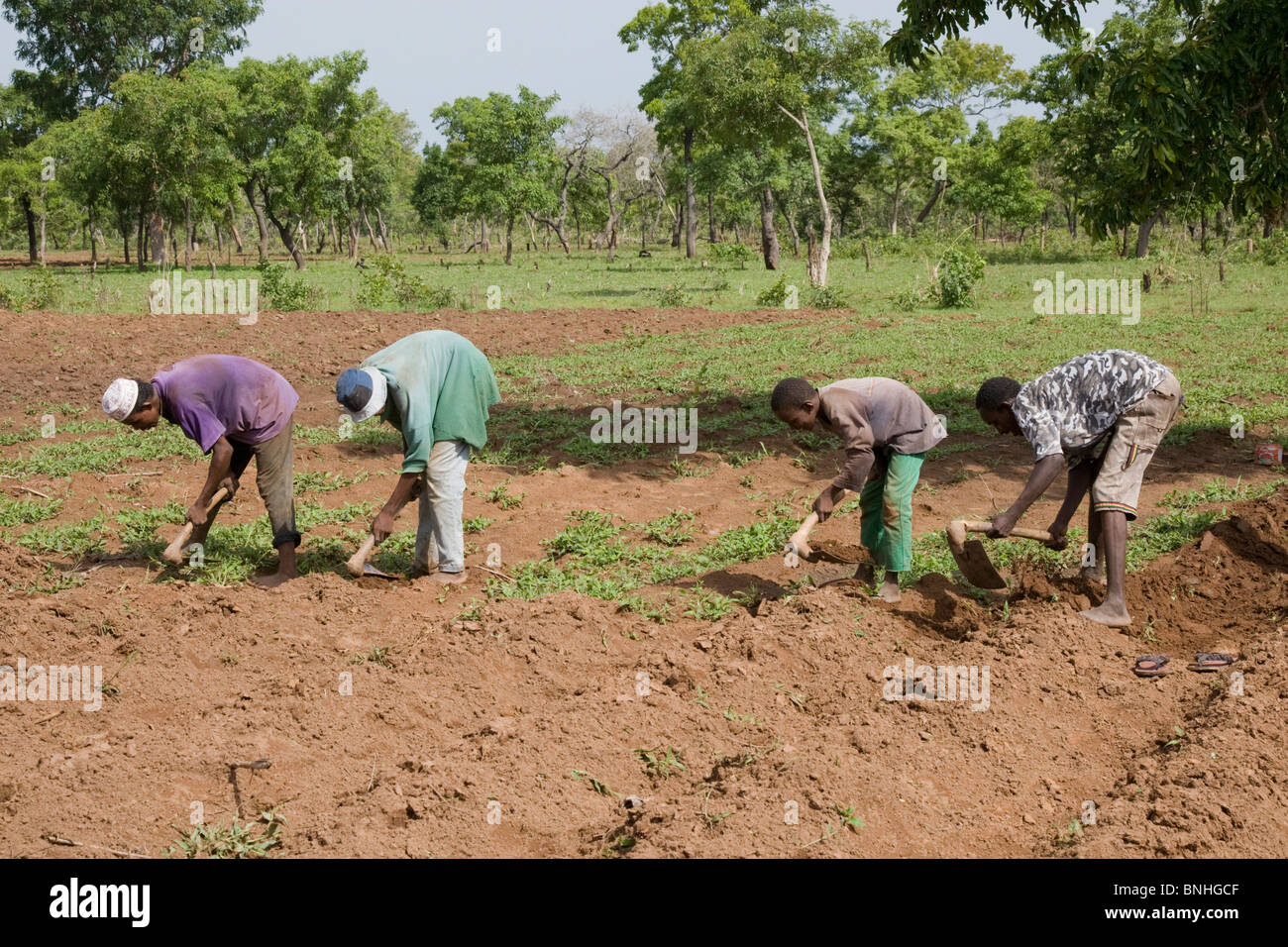 Young men from a Fulani family in a village in Ghana. They are hoeing the ground in preparation for the sowing of a maize crop. Stock Photo