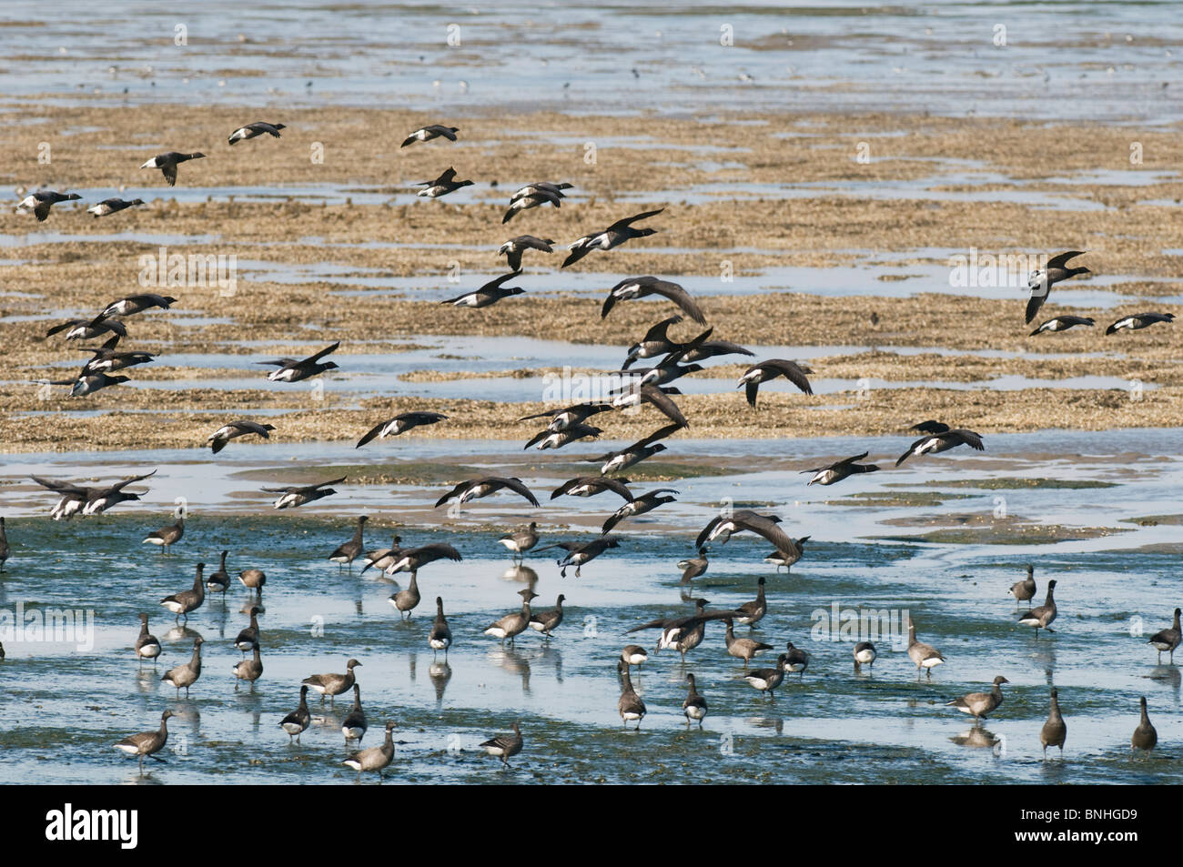 Brent Goose Branta Bernicla Landing On Mudflats Mussel Beds The brent-goose-branta-bernicla-landing-on-mudflats-mussel-beds-the