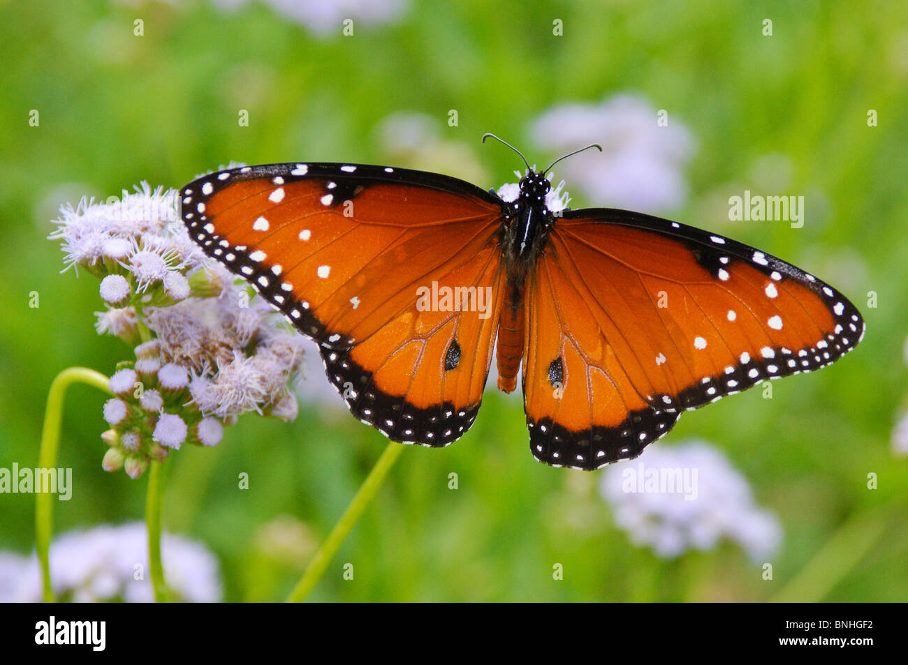 Texas, McAllen. The NABA International Butterfly Center Stock Photo Alamy