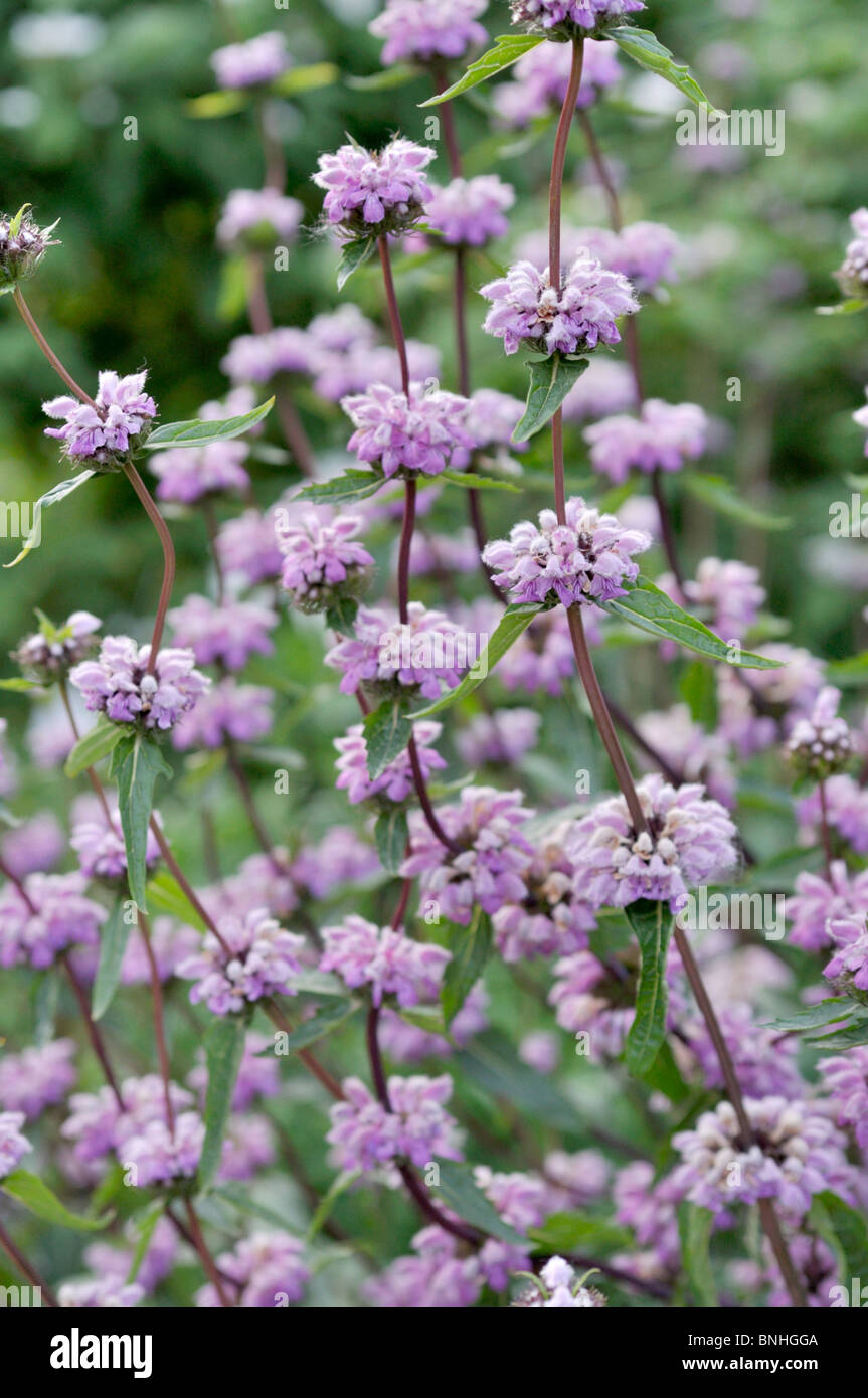 Jerusalem sage (Phlomis tuberosa) Stock Photo