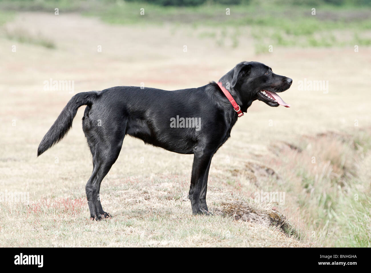 Shot of a Beautiful Black Labrador in the Countryside Stock Photo