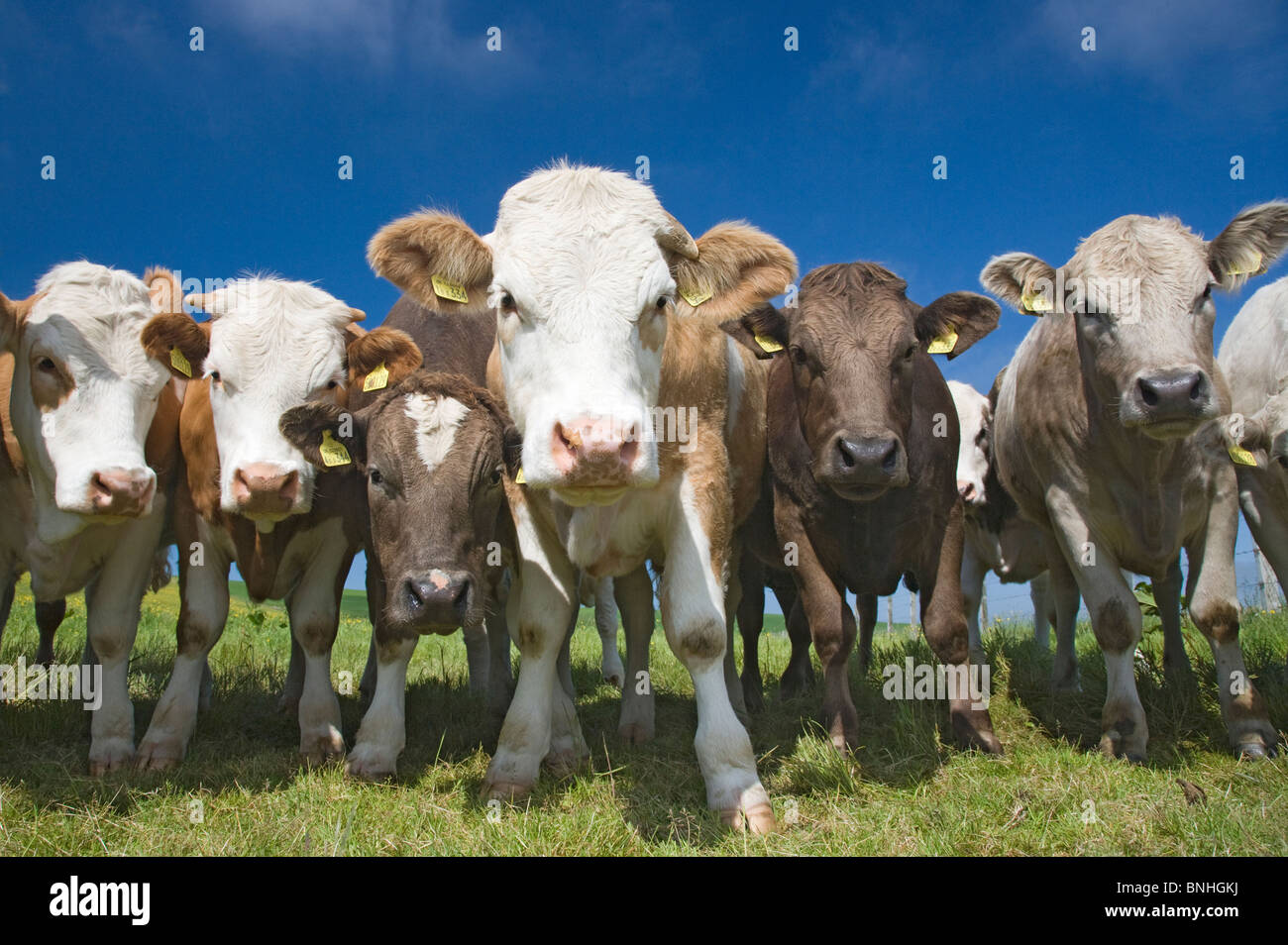 Mixes Herd of Cows at Fence Orkney Mainland MA002284 Stock Photo